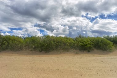 Yeşil kum tepeleri çalı