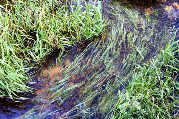 Bach im Gras im Frühling — Stockfoto