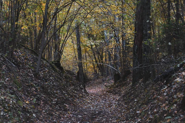 Sikátor a sötét erdőben ősszel — Stock Fotó