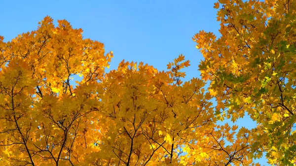 蓝天背景上的枫树，叶子呈橙色 — 图库照片