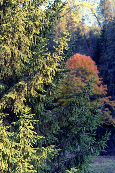 Зеленая ель с шишками в осеннем лесу — стоковое фото