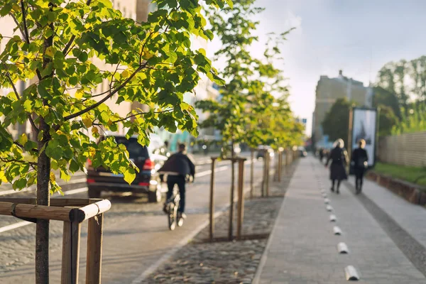 Calle de la ciudad con árboles y ciclista —  Fotos de Stock