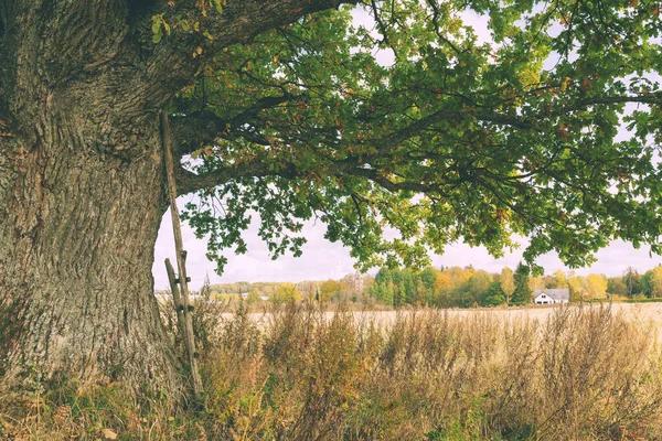 Possente quercia su un campo in pendenza — Foto Stock