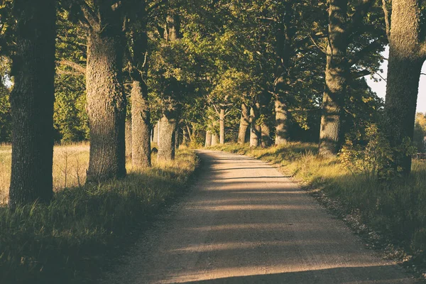 Vuile weg met eiken in de herfst — Stockfoto