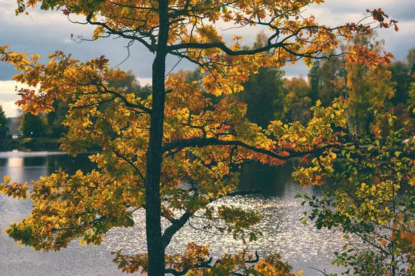 Podzimní les s barevnými listy u jezera — Stock fotografie
