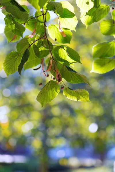 Яркие осенние листья липы в парке — стоковое фото