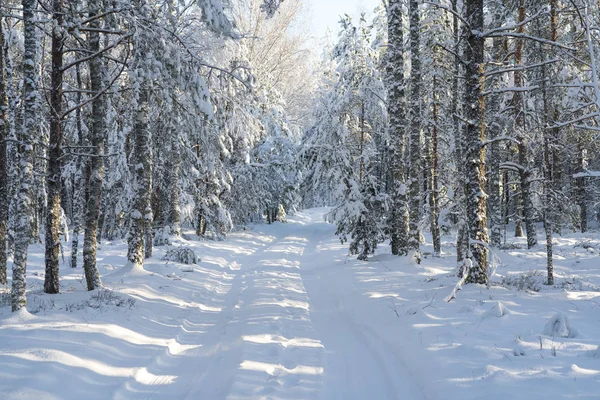 Solen i skogen genom tallarna — Stockfoto