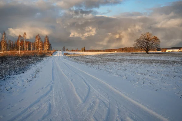 Osamělý mocný dub na poli v zimě — Stock fotografie