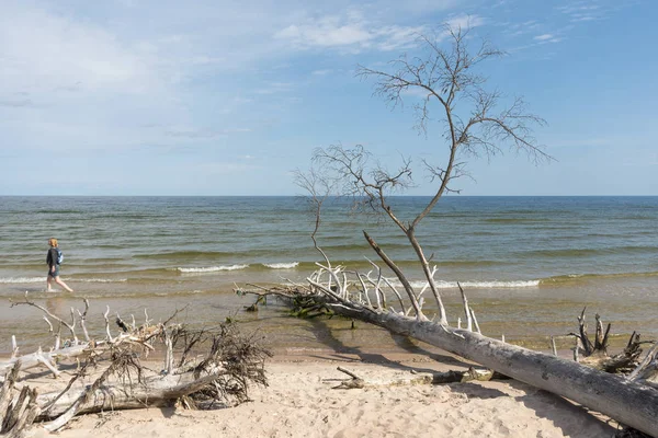 Дикий пляж з поваленими деревами. Кейп - Колка (Латвія) — стокове фото