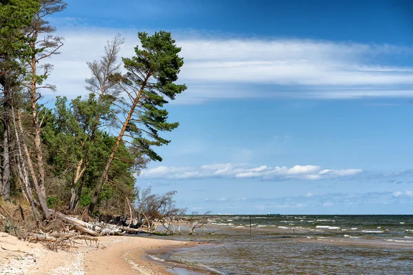 Costa alta del Mar Báltico en verano — Foto de Stock