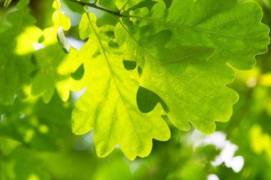 Güneşli bir günde parkta meşe ağaçları