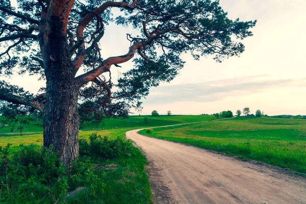 Sol Tarde Ilumina Pinheiro Uma Estrada Terra Campo Verde Verão — Fotografia de Stock