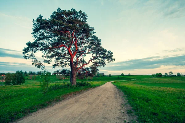 Sole Sera Illumina Pino Una Strada Sterrata Campo Verde Estate — Foto Stock