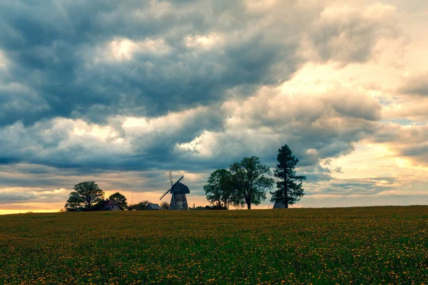 Sunset Dramatic Sky Field Yellow Dandelions Windmill Hill Latvia — Stock Photo, Image