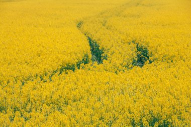 Sarı parlak kolza tohumu tarlası Bir bahar günü yol izleri ile