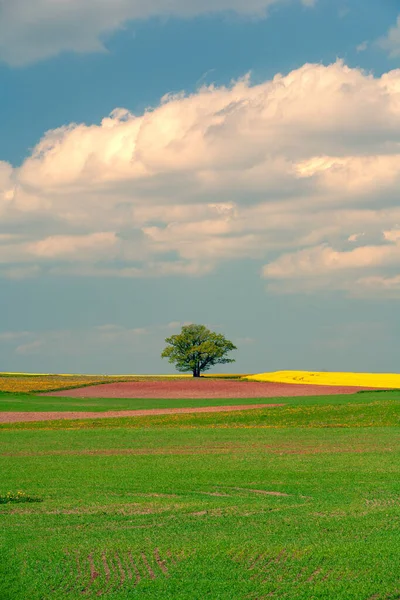 Árvore Grande Solitária Com Folhas Grossas Verdes Campo Amarelo Florescendo — Fotografia de Stock