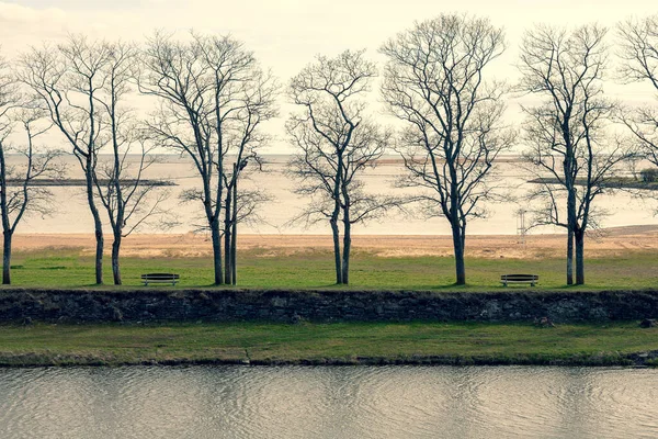 在城市池塘和海滨的海滩附近 有一排没有叶子的树 — 图库照片