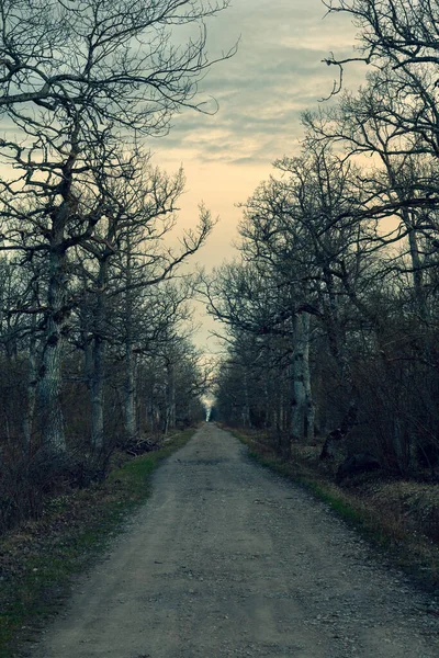 一条笔直的小路穿过一片没有叶子的神秘的森林 Saaremaa 爱沙尼亚 — 图库照片