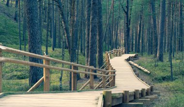 Çam ormanındaki ahşap patika