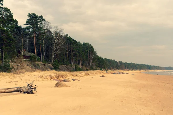 Sandy Baltic coast with pine dunes — Stock Photo, Image