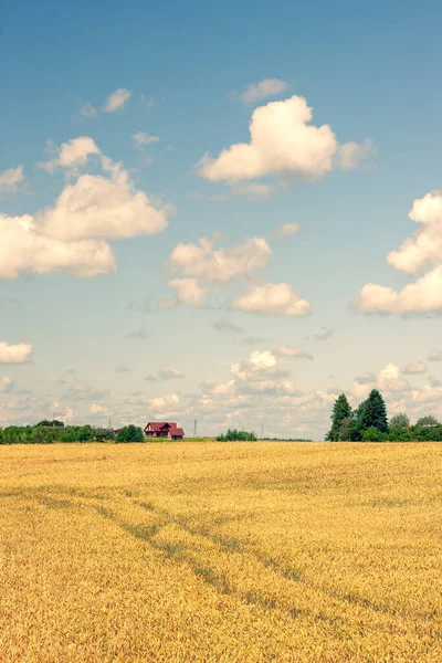 Gult Fält Nära Gröna Träd Nära Huset Och Blå Himmel — Stockfoto