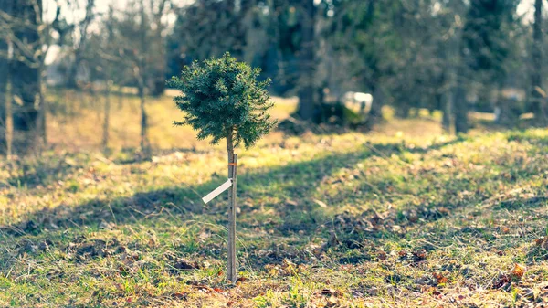 Semente de árvore plantada na primavera — Fotografia de Stock