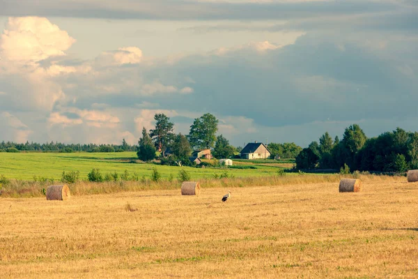 Paisagem Rural Com Uma Cegonha Campo Perto Uma Fazenda Com — Fotografia de Stock