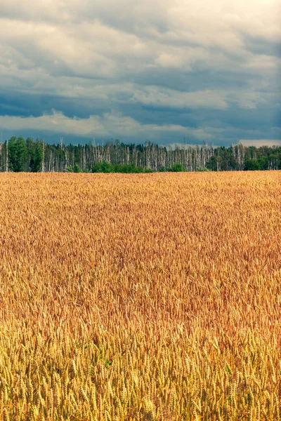 Gult Fält Mogna Grödor Mot Bakgrund Skogen Och Blå Åskmoln — Stockfoto