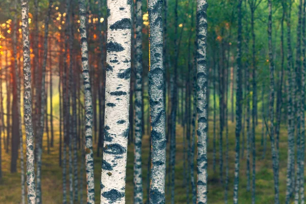 Tintas Multicores Uma Floresta Vidoeiro Pôr Sol Verão Letónia — Fotografia de Stock