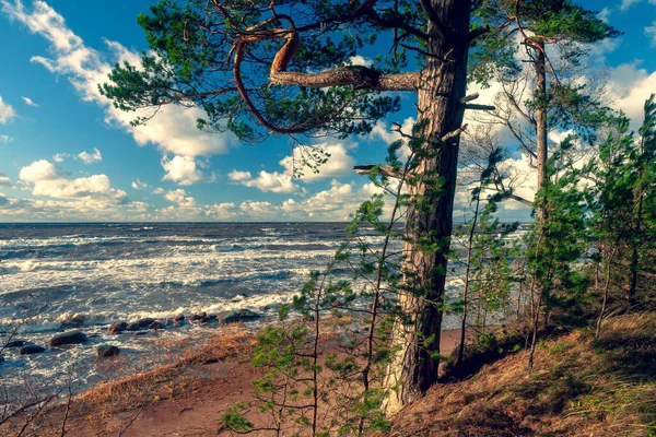 阳光灿烂的日子里 在波罗的海沙滩上刮起了风暴 蓝天乌云密布 在Vidzeme Latvia沙丘松树的背景下 — 图库照片