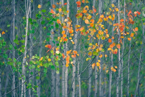 Podzimní Pozadí Listí Mladých Stromech Říjnu Lotyšsko — Stock fotografie