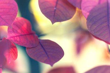 Sonbahar renklerinde, sarı, güneşli bir zemin üzerinde bir dalın yaprakları.