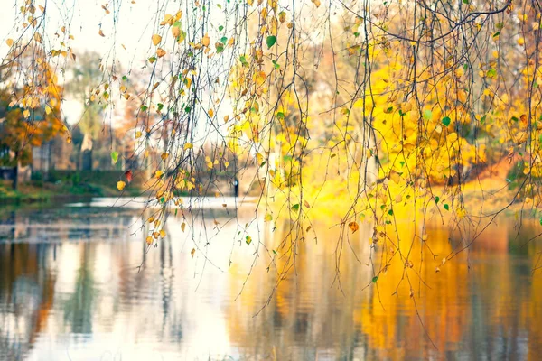 Sista Bladen Hänger Trädgrenar Stranden Dammen Med Reflektion Skogen Hösten — Stockfoto