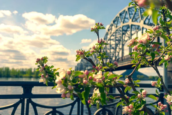 Appelboom Bloeit Dijk Riga Achtergrond Van Spoorbrug Een Zonnige Lentedag — Stockfoto