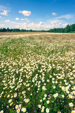 Yazın güneşli bir günde ufka uzanan büyük yeşil bir papatya tarlası. Letonya