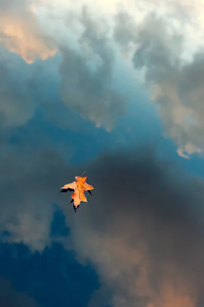 Żółty Liść Klonu Falach Niebieskiego Jeziora Odbiciem Chmur Jesienią Łotwa — Zdjęcie stockowe