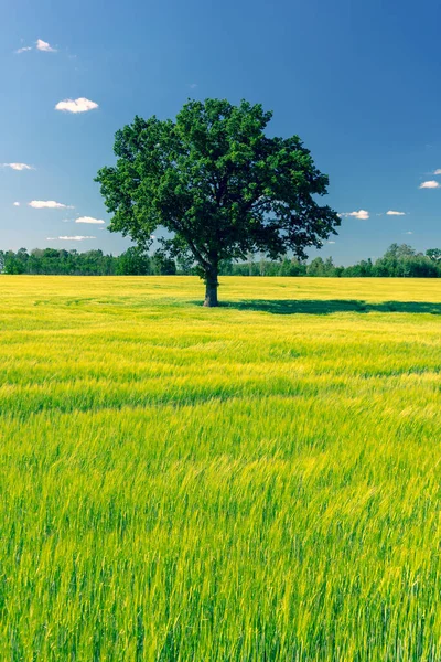 Chêne Dresse Dans Champ Vert Jeunes Cultures Contre Ciel Bleu — Photo