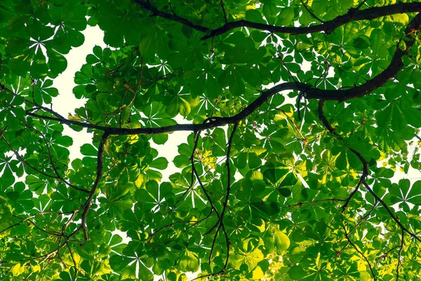 Green leaves of oak trees in a park of Riga city in summer sunny day — Stock Image Green Leaves Oak Trees Park Riga City Summer Sunny Day Royalty Free Stock Photos