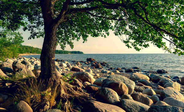 波罗的海海岸上生长着一棵根长在大石头上的树 拉脱维亚 — 图库照片