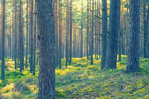 Floresta Pinheiros Secos Com Musgo Verde Chão Dia Ensolarado Verão — Fotografia de Stock