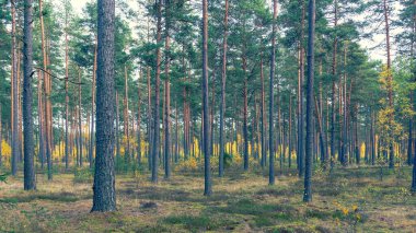 Göldeki sazlıklar arasında tahta yol