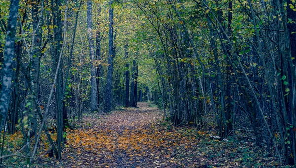 Аллея в темном лесу осенью — стоковое фото