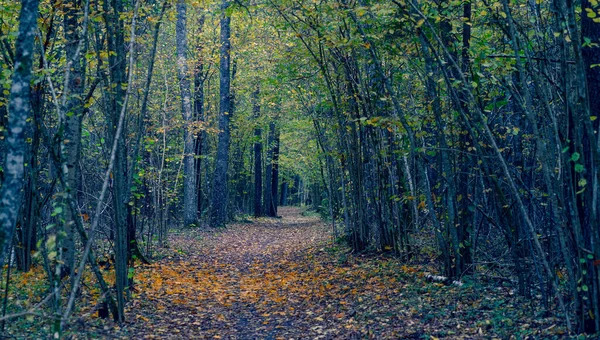 Алея в темному лісі восени — стокове фото