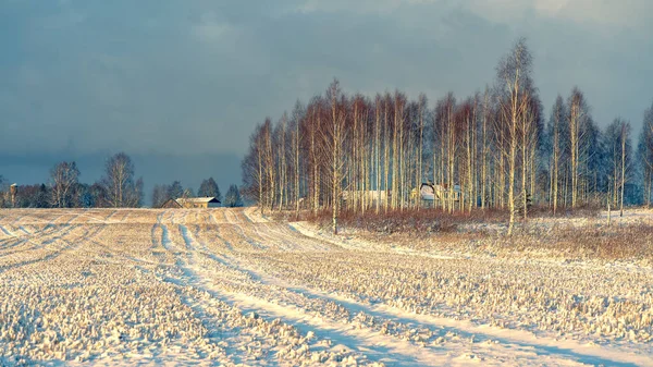 Seul chêne puissant dans un champ en hiver — Photo