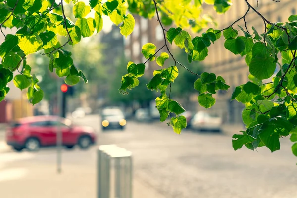 Stadsstraat op een achtergrond van groene bladeren — Stockfoto