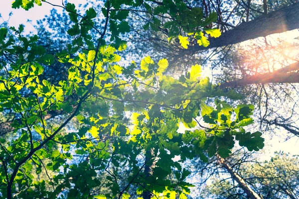 松树林中的绿树叶子 — 图库照片