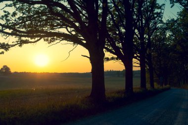 Sonbaharda meşe ağaçları olan toprak yol.