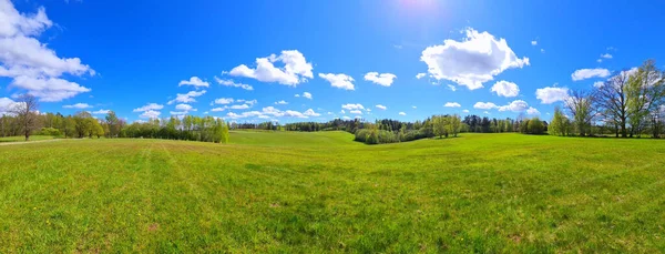Yellow dandelions in a field near a lake and expensive in spring on a sunny day. Latvia