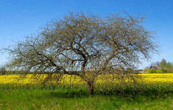 Uma Macieira Início Primavera Borda Campo Com Estupro Estrada Asfaltada — Fotografia de Stock