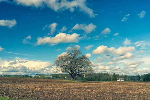 一棵没有叶子的高大的老橡树矗立在犁地里 在绿色森林和农村房屋的背景下 拉脱维亚 — 图库照片